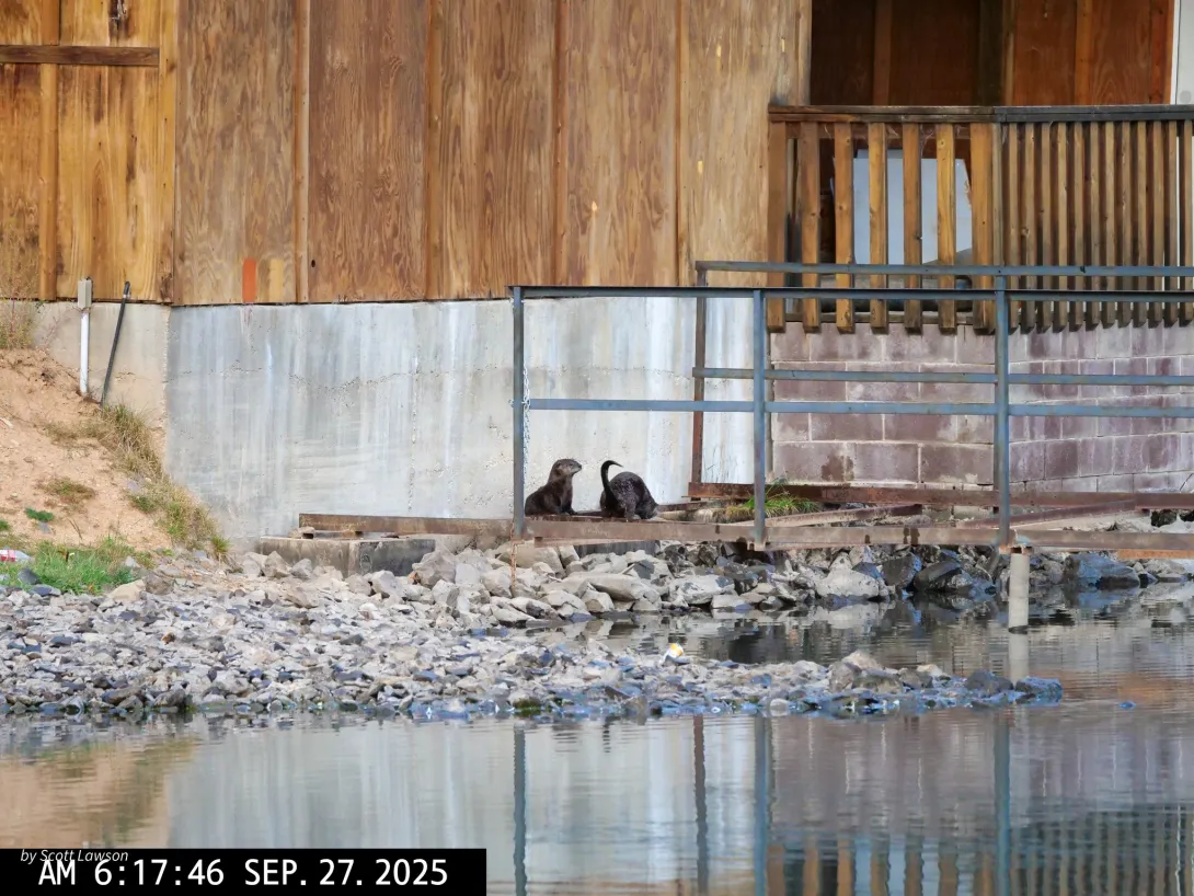 I Love the Sight of North American River Otters in the Morning